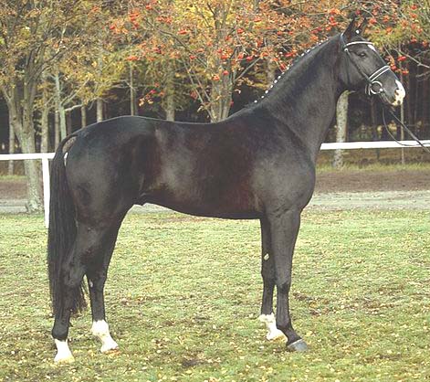 First Pleasure - Stallion